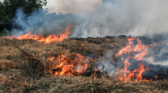 Лесные пожары - как избежать?