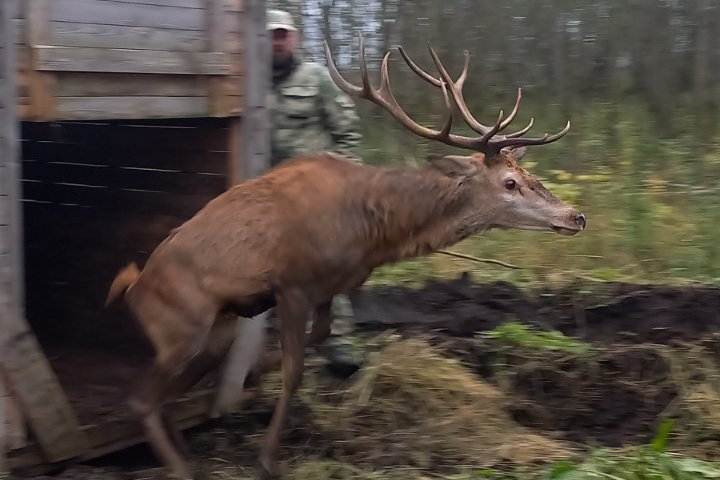 Новые обитатели появились в лесных угодьях Суражского лесхоза