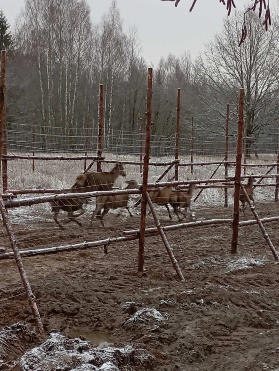 Пополнение в охотничьих угодьях Полоцкого лесхоза!