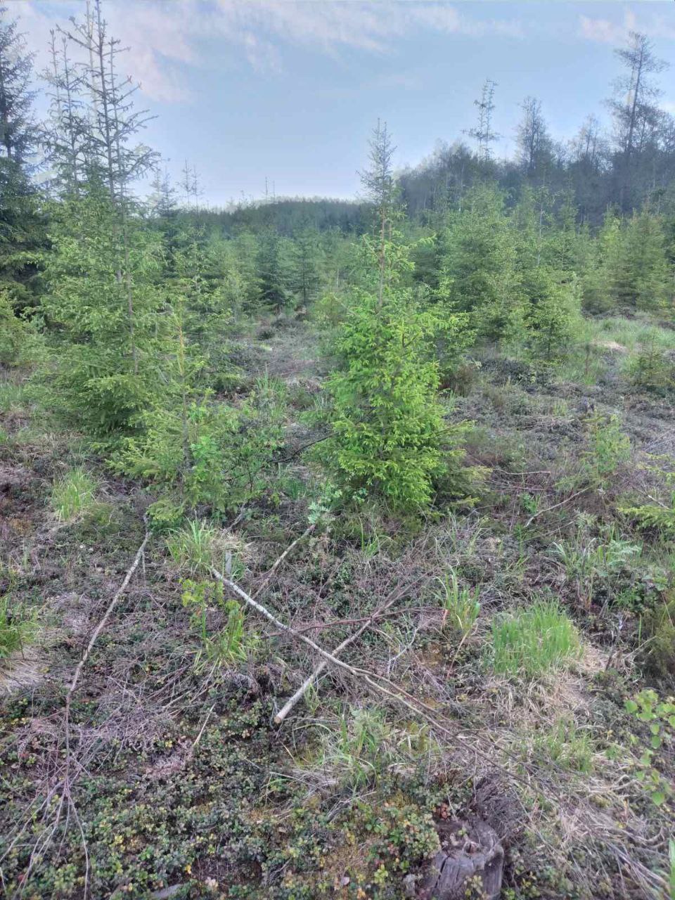 Лес—это не парк!