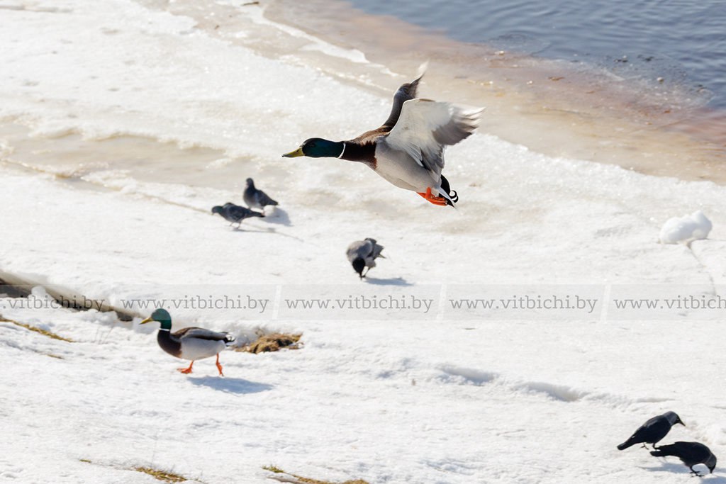 С 14 марта по 10 мая в Беларуси стартует весенний сезон охоты  на гусей и селезней уток