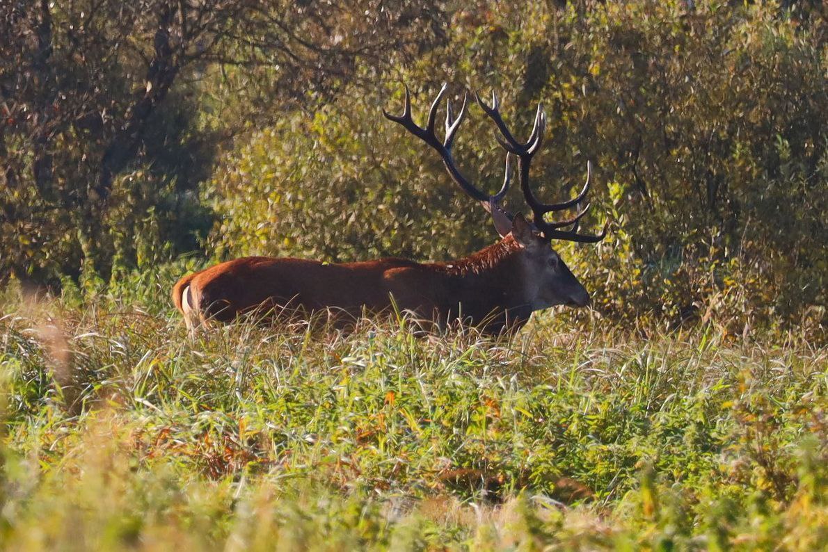 Стартует сезон загонных охот