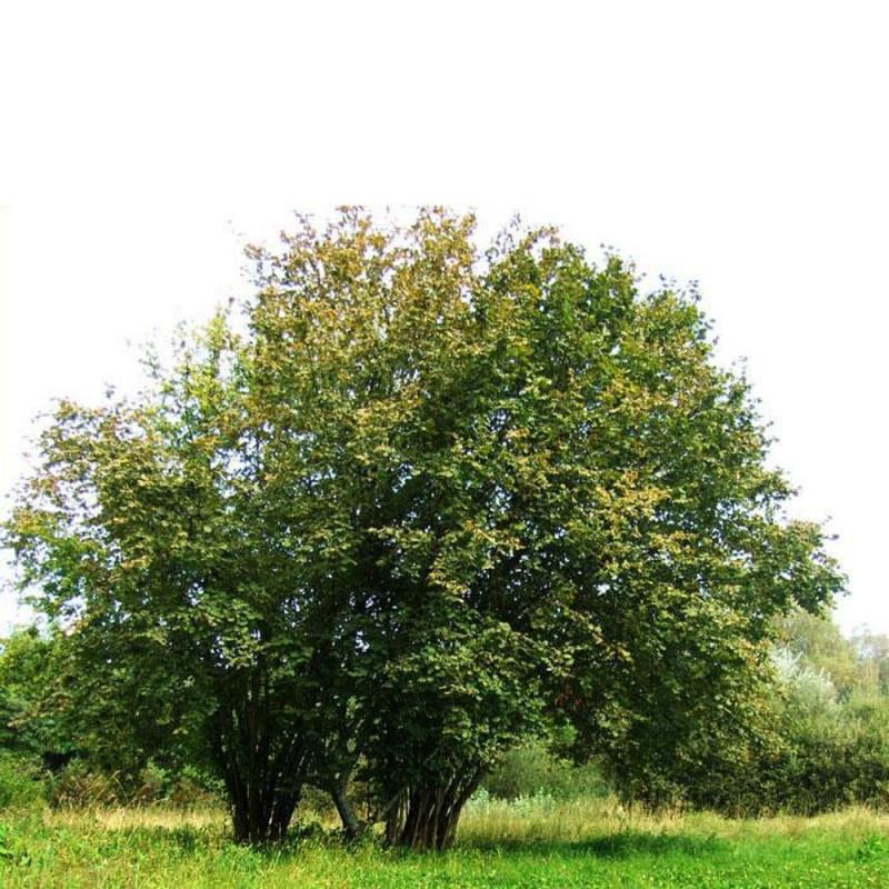 Как выглядит дерево фундук фото
